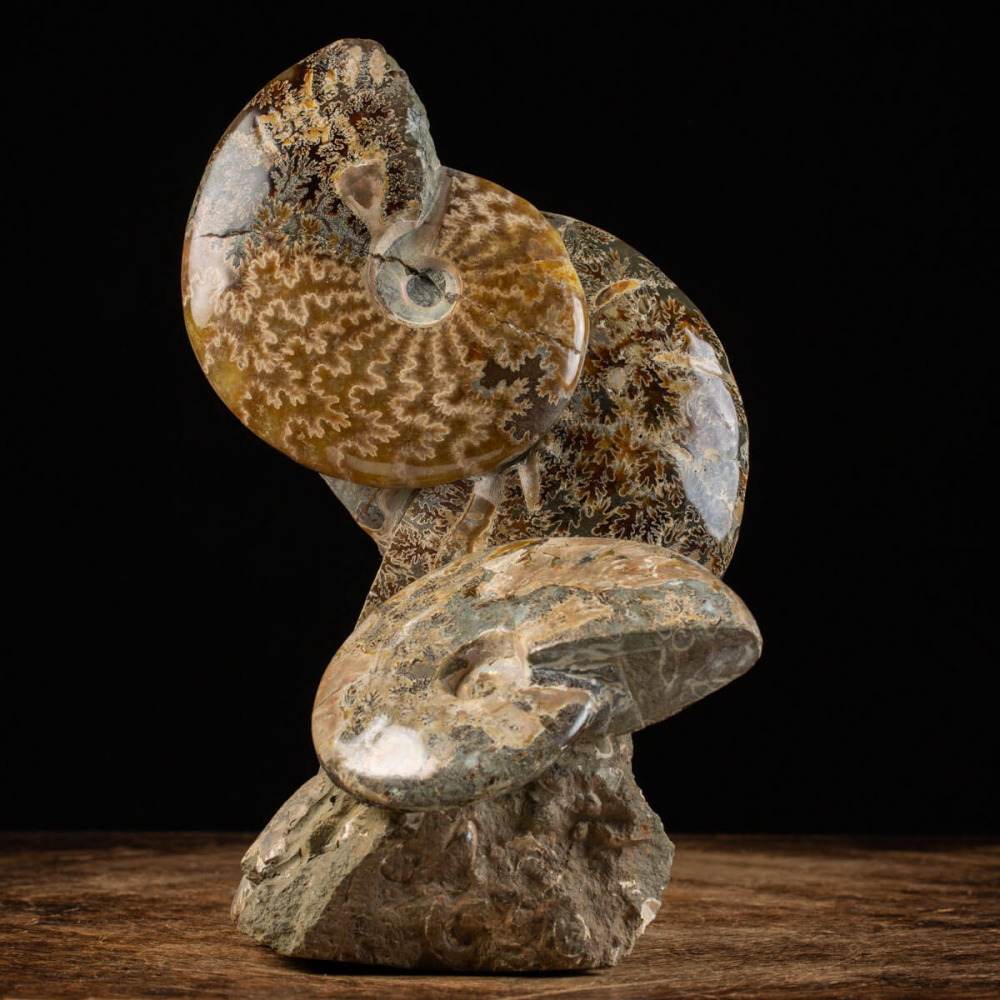 Cretaceous Ammonites Fossilized Treasures - AMM-268